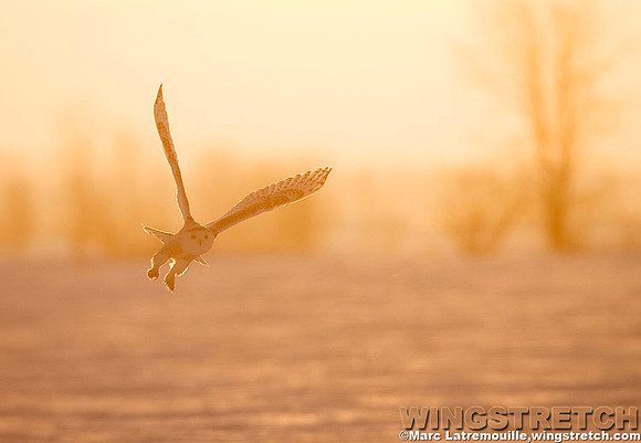 Snowy Owl