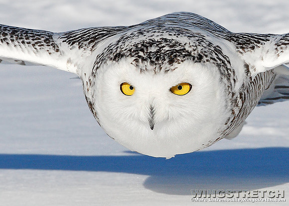 Snowy Owl