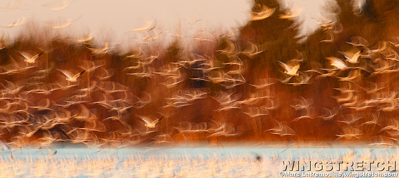 Snow geese