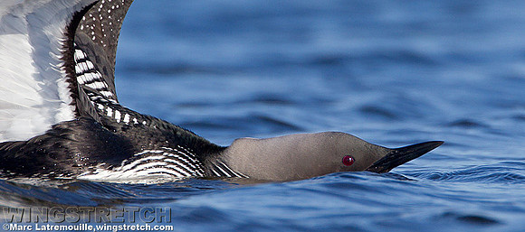 Loon