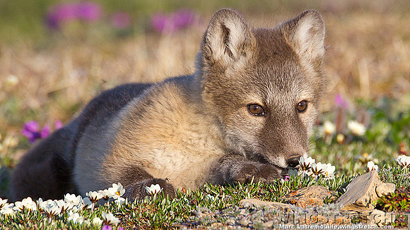Arctic fox