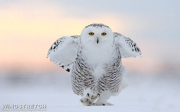 Snowy Owl