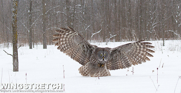 Great grey owl
