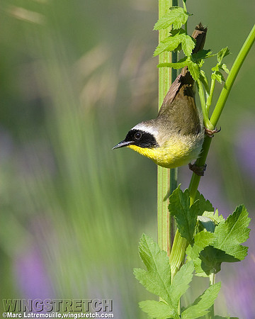 Common yellowthroat warbler