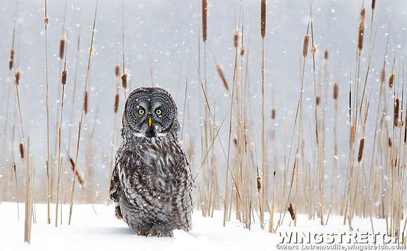 Great grey owl