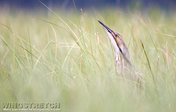 Bittern