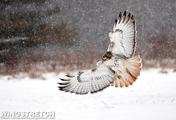 Red-tailed hawk