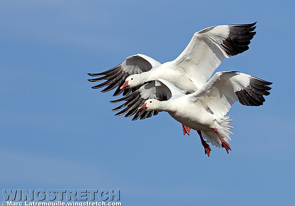 Snow geese