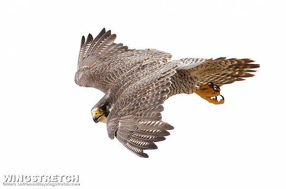 Peregrine falcon