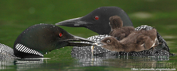 Loon