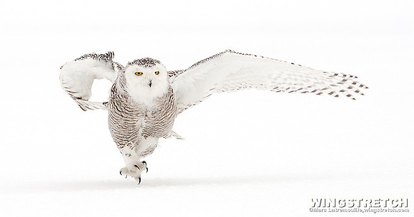 Snowy Owl