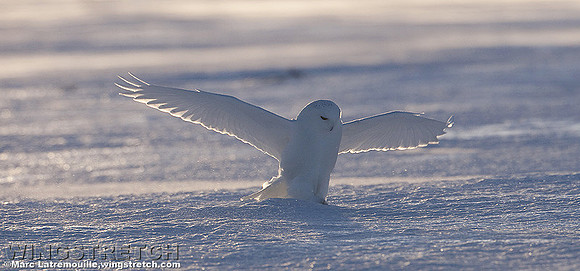Snowy Owl