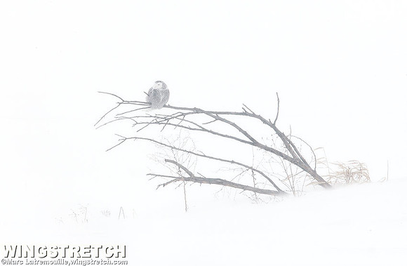 Snowy Owl