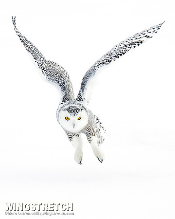 Snowy Owl