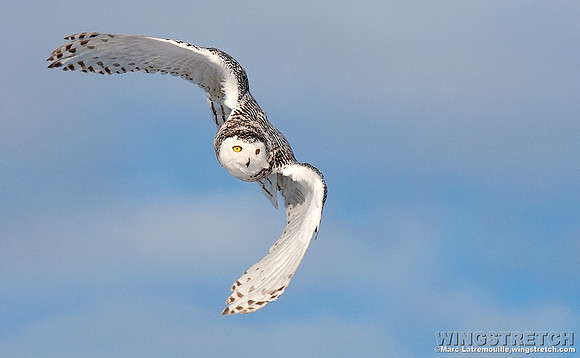 Snowy Owl