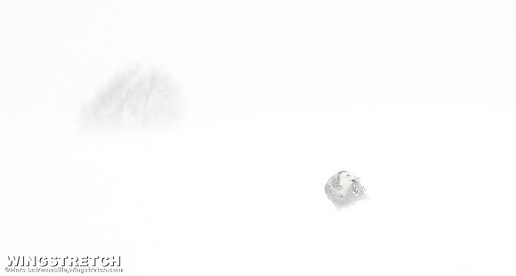 Snowy Owl