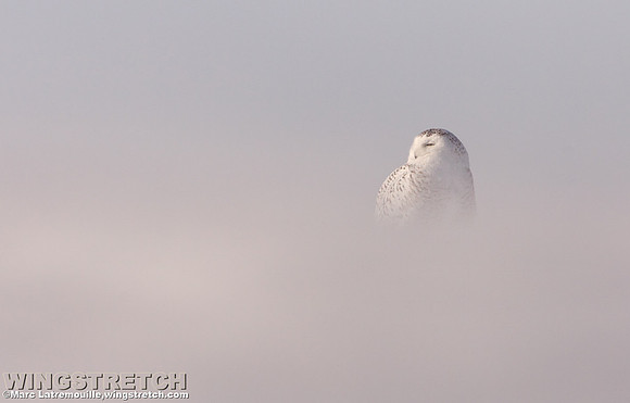Snowy Owl