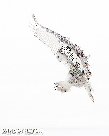 Snowy Owl
