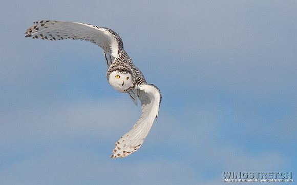 Snowy Owl