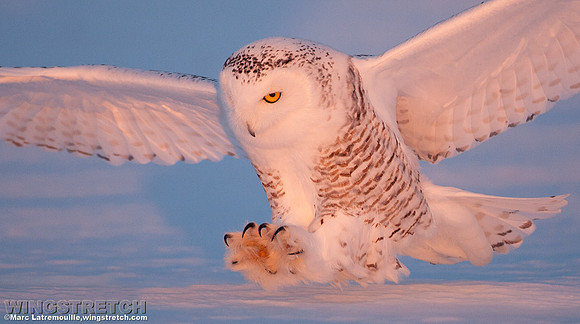 Snowy Owl