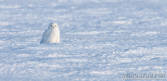 Snowy Owl