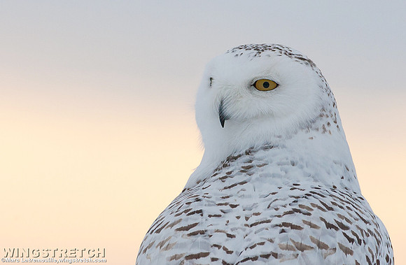 Snowy Owl