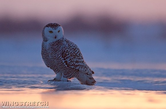 Snowy Owl