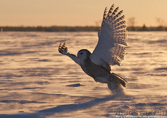 Snowy Owl