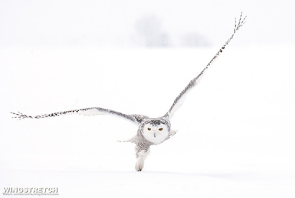 Snowy Owl