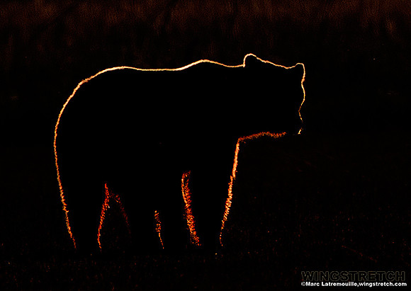 Coastal Brown Bear