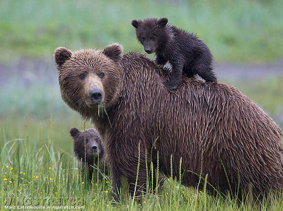 Coastal Brown Bear