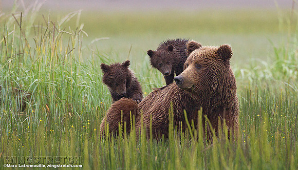 Coastal Brown Bear