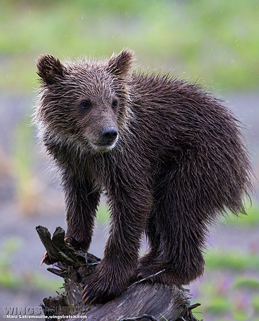 Coastal Brown Bear