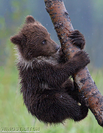 Coastal Brown Bear