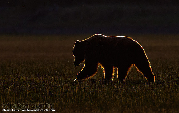 Coastal Brown Bear