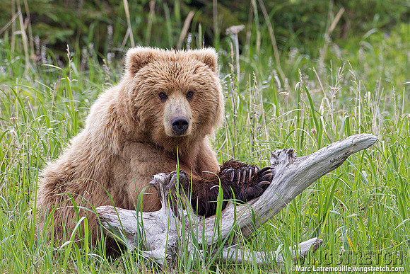 Coastal Brown Bear