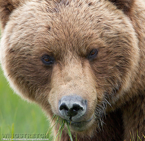 Coastal Brown Bear