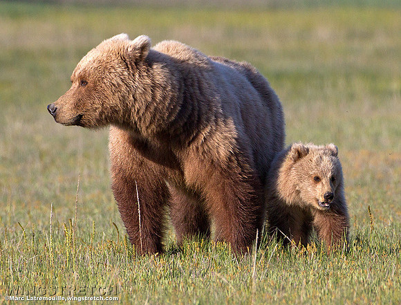 Coastal Brown Bear
