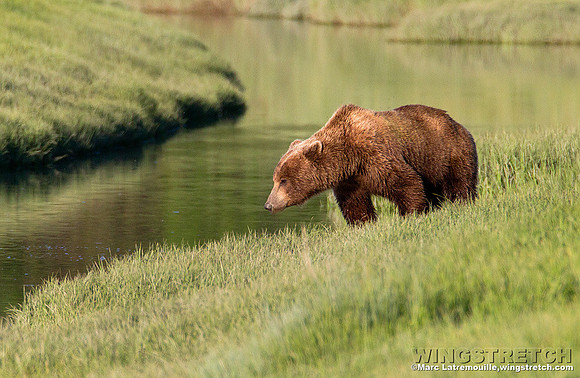 Coastal Brown Bear