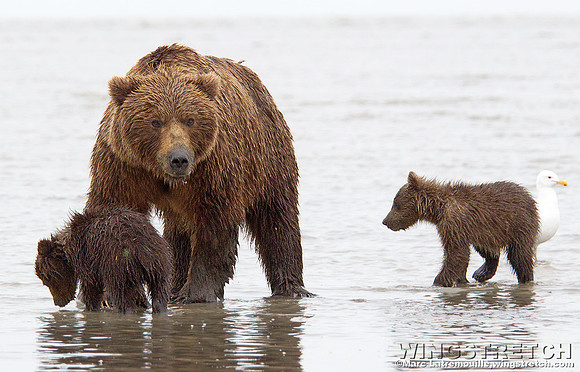 Coastal Brown Bear