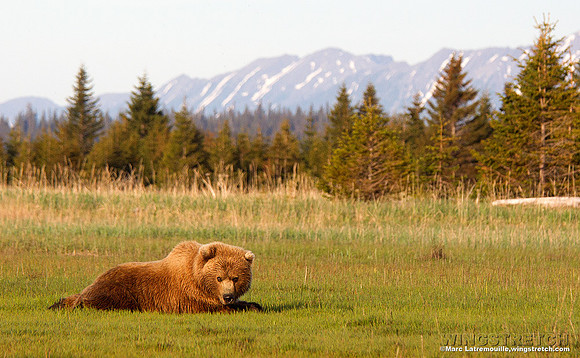 Coastal Brown Bear