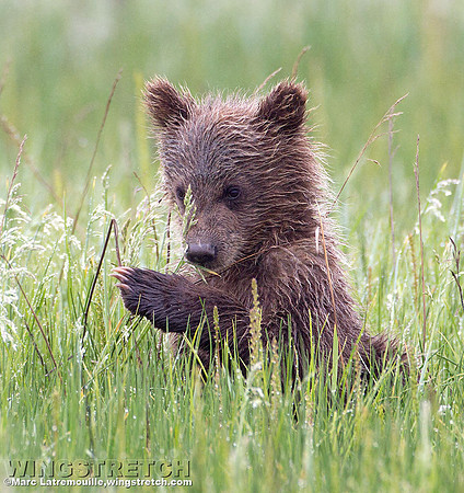 Coastal Brown Bear