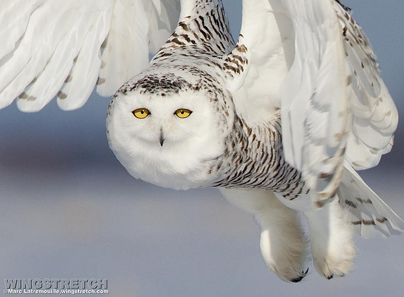 "snowy owl photography workshop"